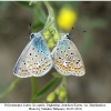 polyommatus icarus copula